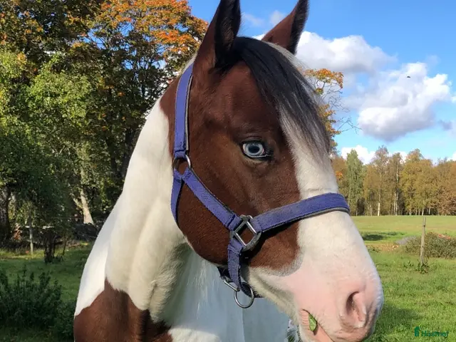 hästar till salu: ” Kingen” - välstammad paint - Annons 1