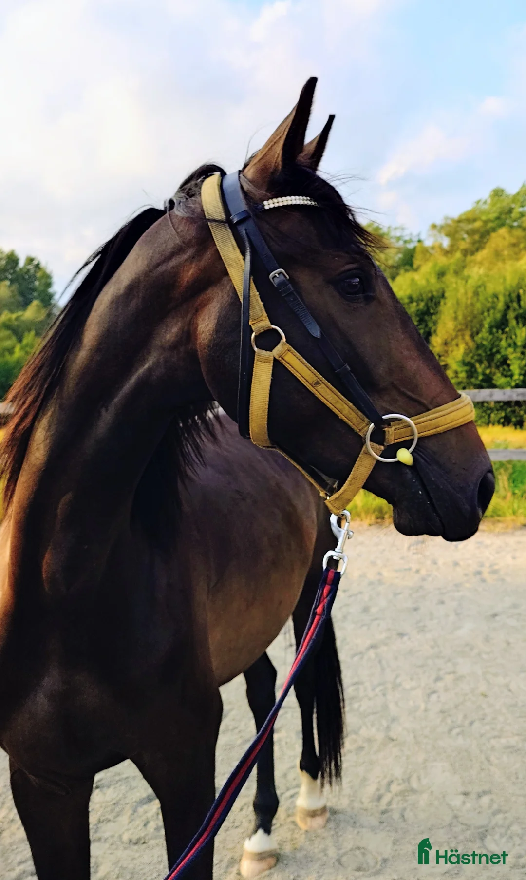 Sällskap hästar till salu: Världens goaste kille söker hem som sällskapshäst i Gislaved - Annons 2