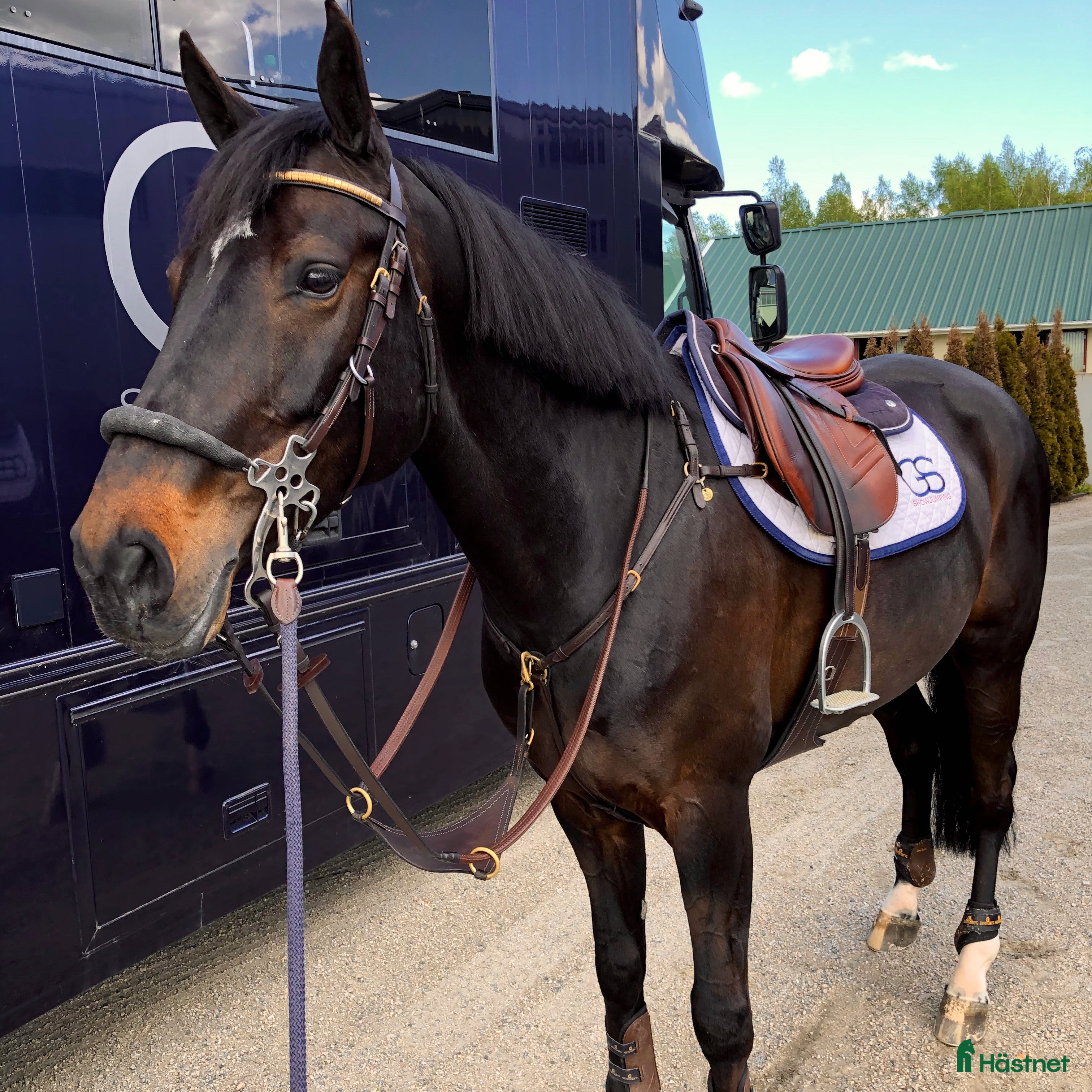  hästservice Utbildning och försäljning av hopphästar - Annons 7