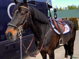 hästservice Utbildning och försäljning av hopphästar - Annons 7