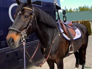 hästservice finnes: Utbildning och försäljning av hopphästar - Annons 1