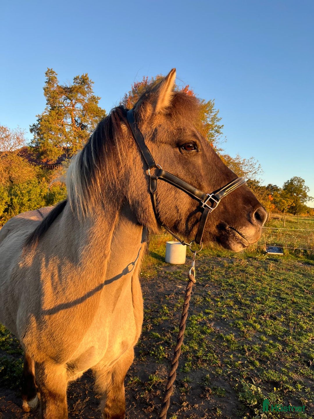Island hästar till salu: Positiv, trygg, mysig islandshäst för skogsridning i Drottningholm - Annons 2