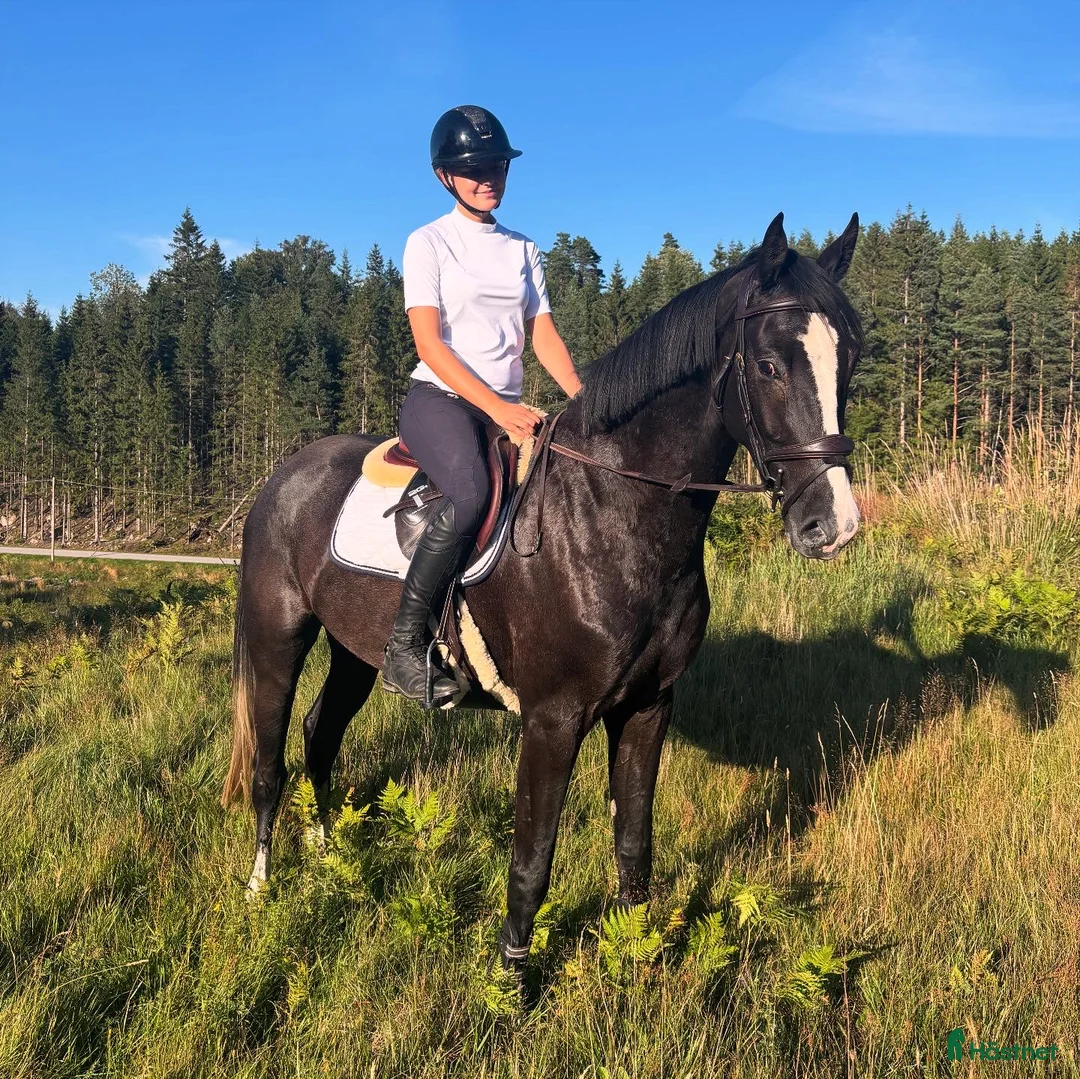 Hoppning hästar till salu: Lovande 5-årig valack med hoppotential - Annons 2