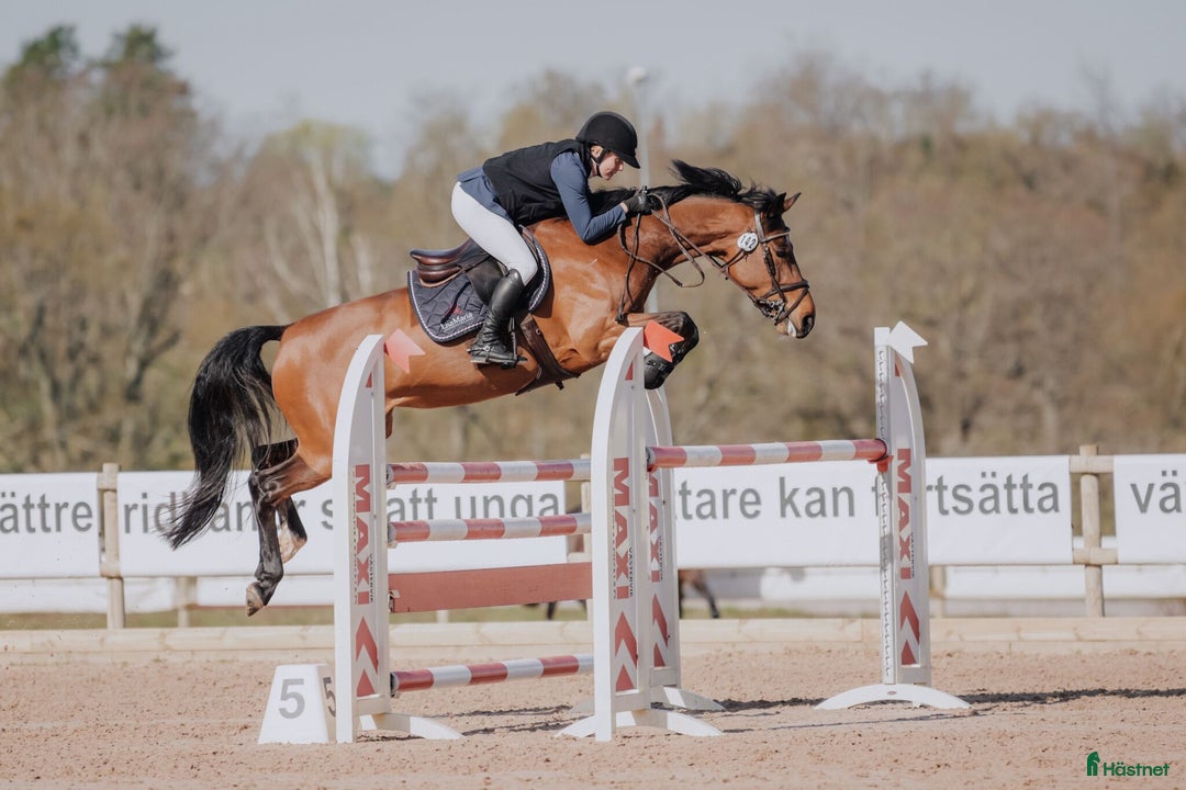 Hoppning hästar till salu: 6-årigt sto e. Indoctro i Kolmården - Annons 2