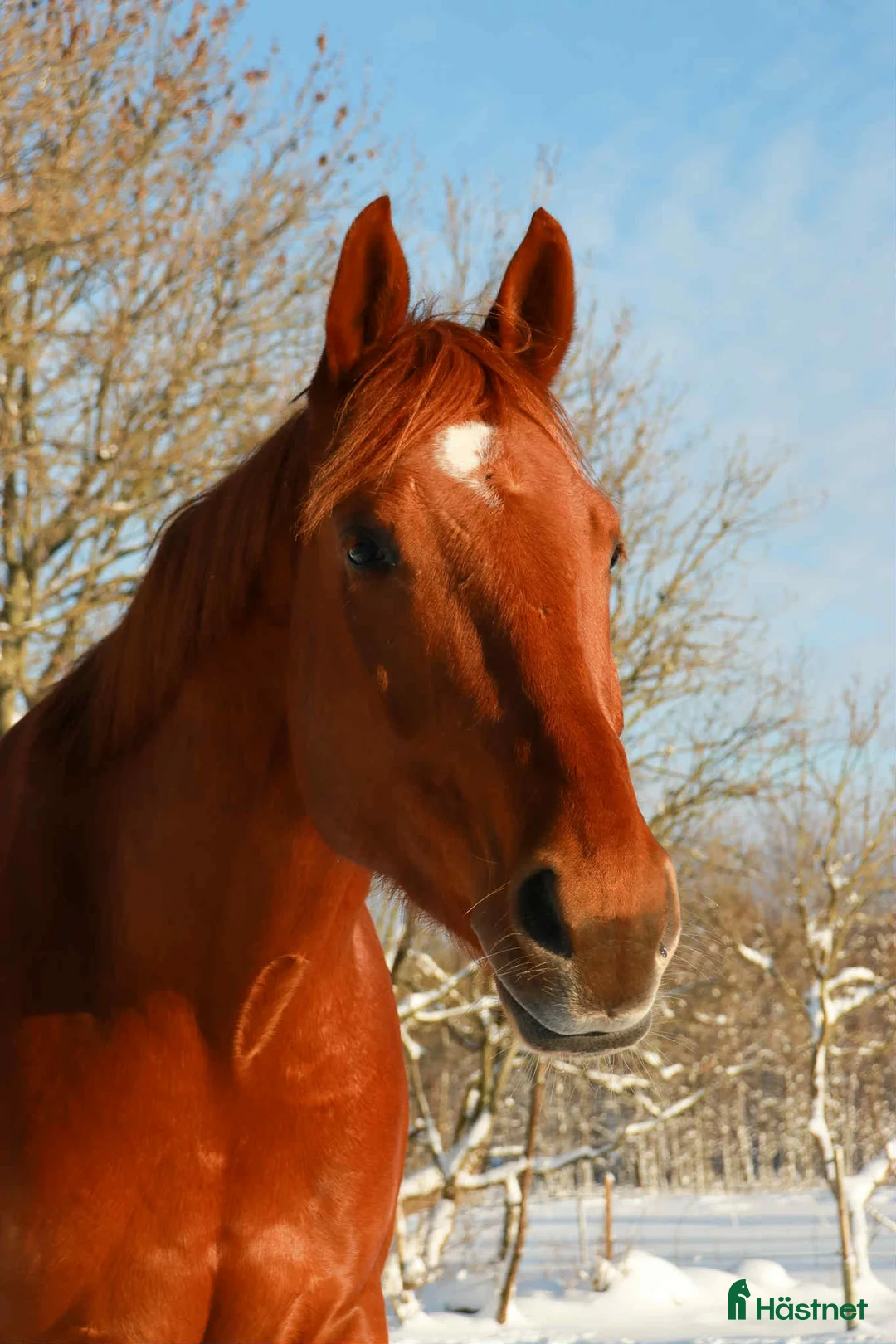 Allround hästar till salu: För den lugna och trygga personen - Annons 1