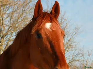 hästar För den lugna och trygga personen - Annons 3