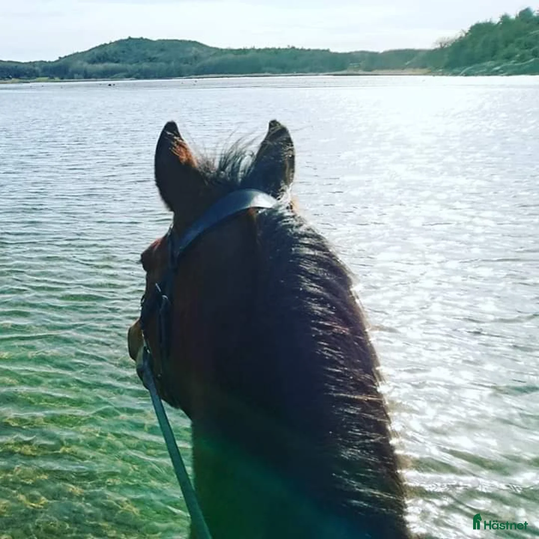  stallplats finnes: Plats på lösdrift finns i Kungsbacka - Annons 7