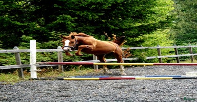  hästar i Sköldinge - Annons 6
