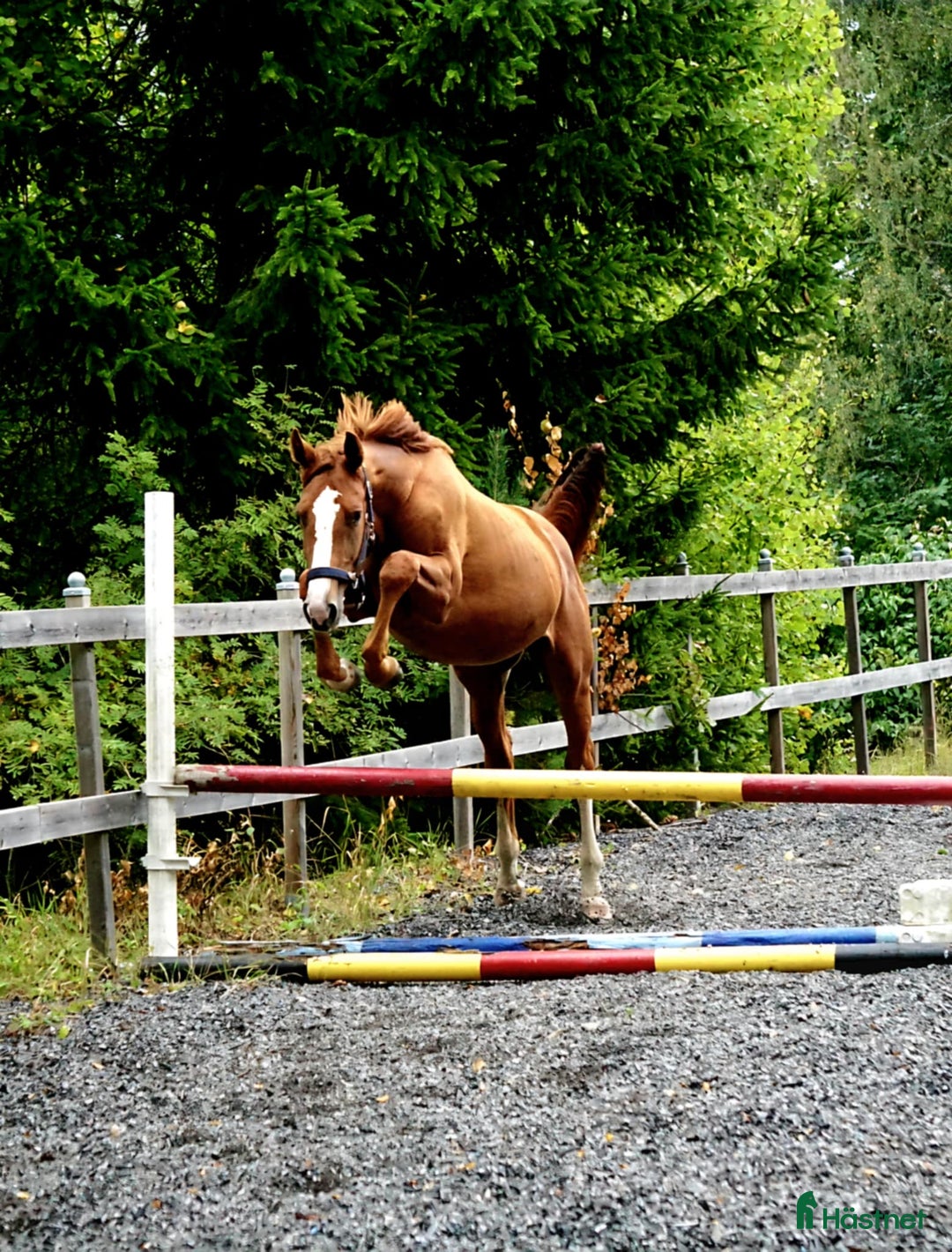 Hoppning hästar till salu: 🌟Joinville🌟 f.2024 hopp/fälttävlan i Sköldinge - Annons 3