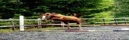 Hoppning hästar till salu: 🌟Joinville🌟 f.2024 hopp/fälttävlan i Sköldinge - Annons 3