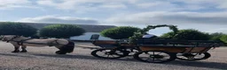Körvagnar körning till salu: Wagonette - Annons 2