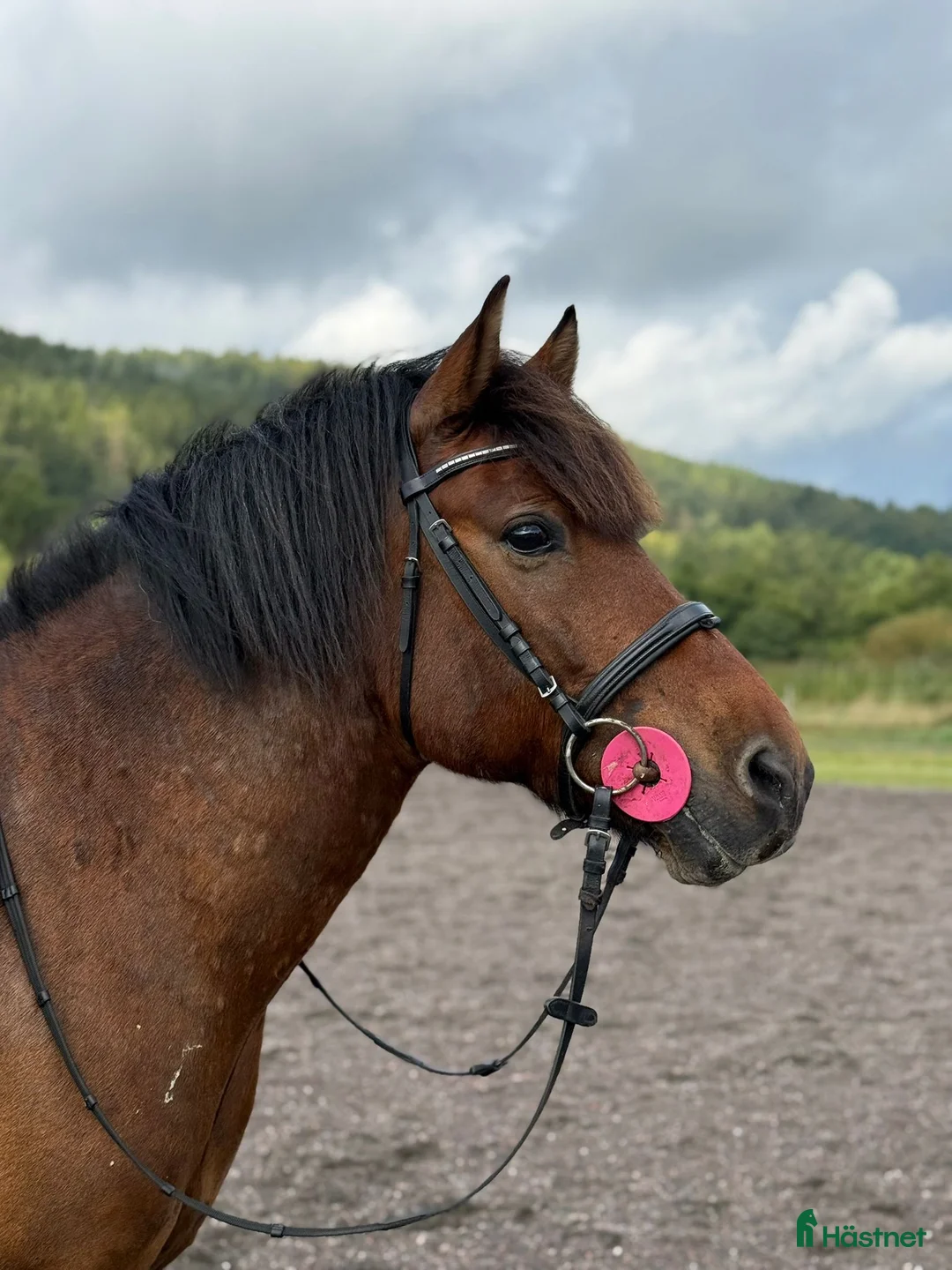 Allround hästar till salu: Trygg och trevlig kompis 10år🌟 i Hjärtum - Annons 1