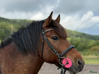 hästar Trygg och trevlig kompis 10år🌟 - Annons 17