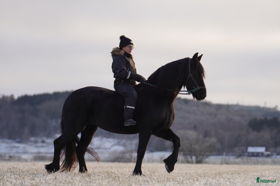 Dressyr hästar till salu: Vacker, vänlig och inkännande Frieser i Veddige - Annons 7