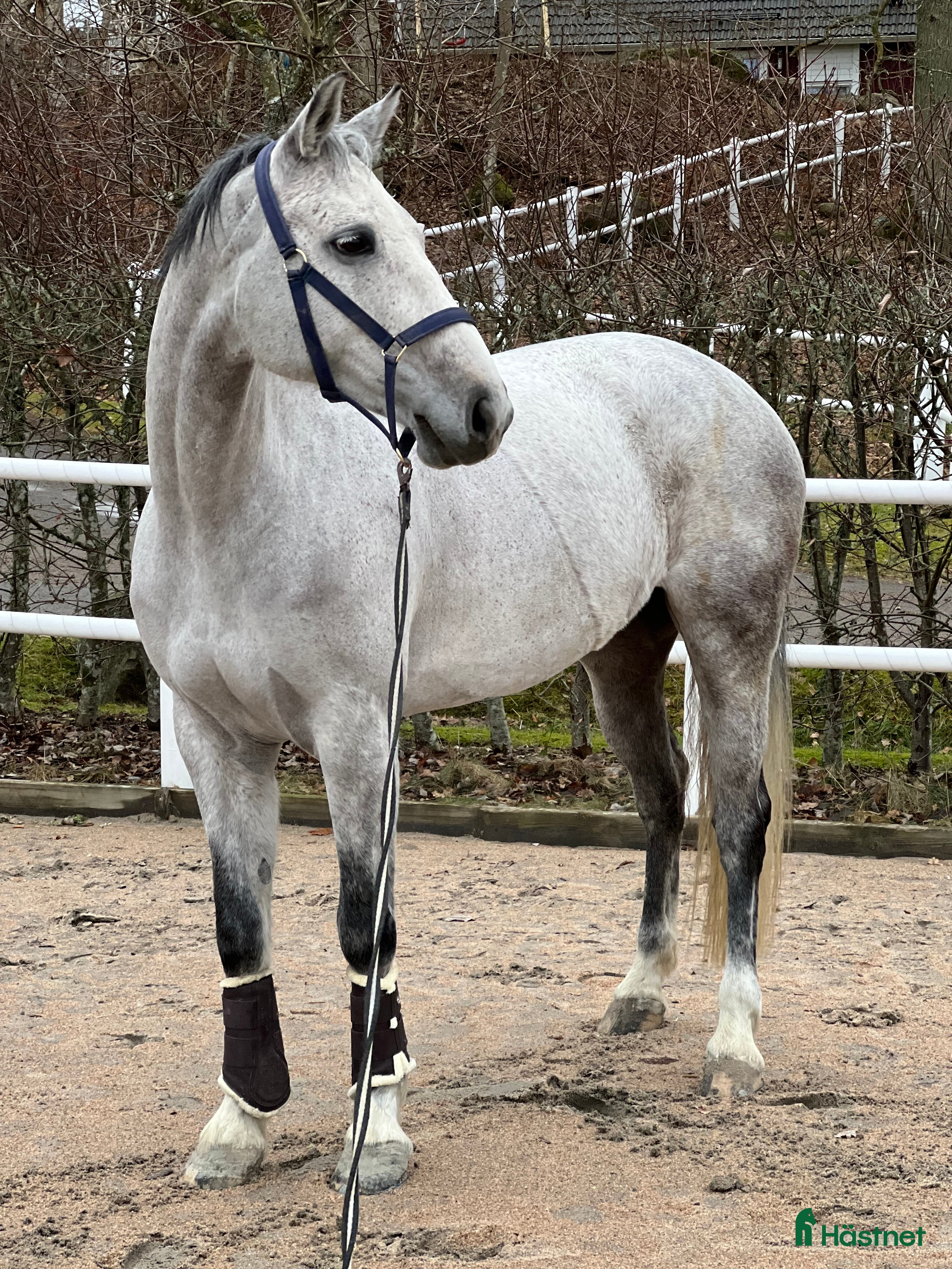  hästar Fantastisk hobby / avel / allround häst säljes  i Frillesås - Annons 17