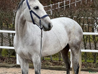 Allround hästar till salu: Fantastisk hobby / avel / allround häst säljes i Frillesås - Annons 2