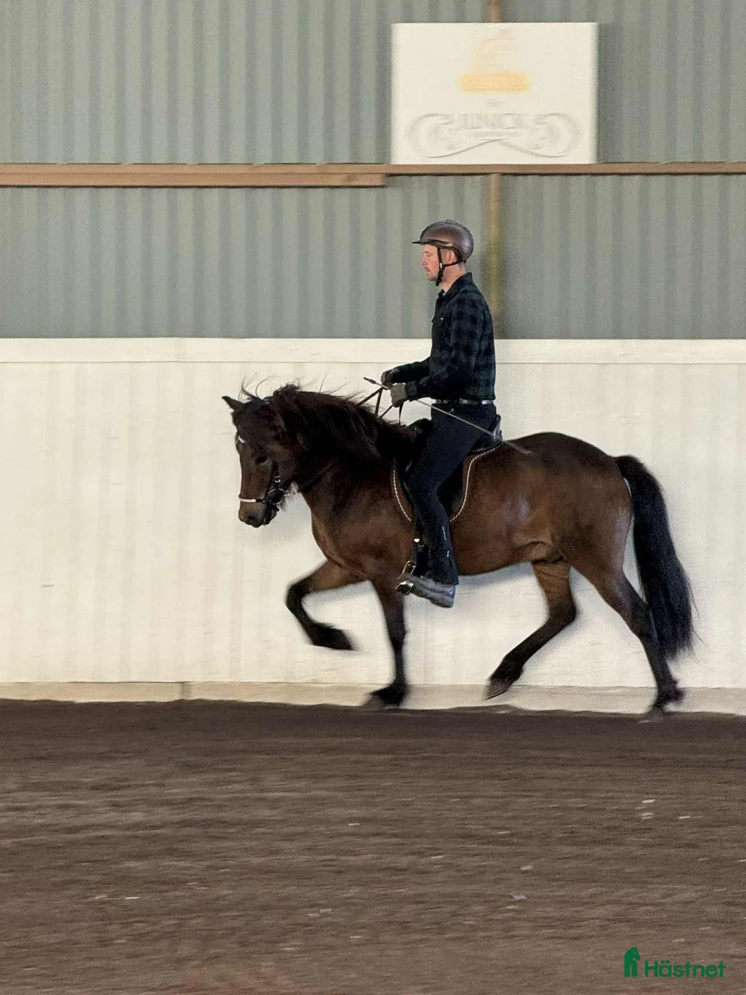 Island hästar till salu: 🌟Ung lovande supertalang!! - Annons 4