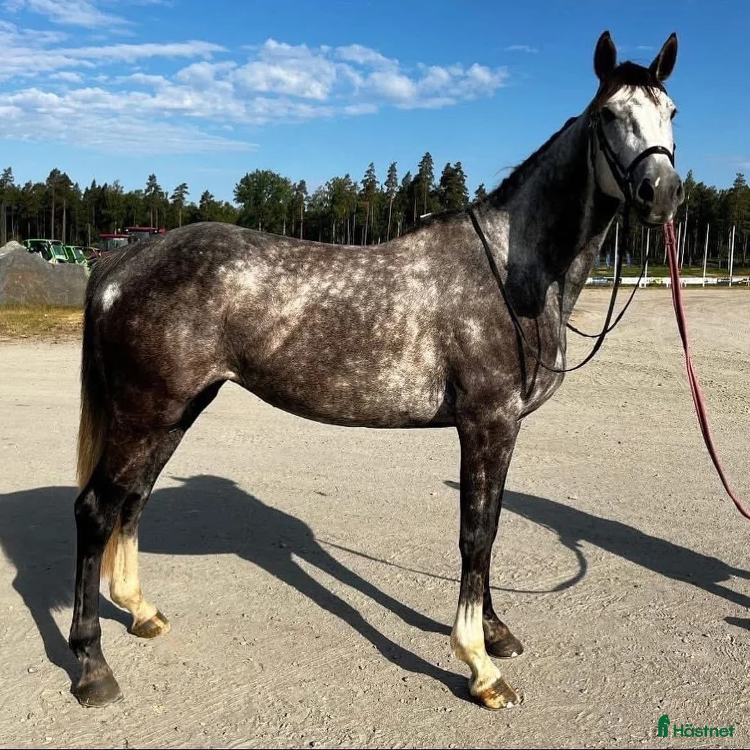 Hoppning hästar till salu: Perfekt övergångshäst i Kil - Annons 3