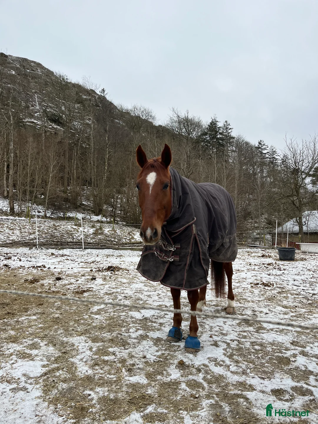 Allround hästar till salu: Fin ridtravare med stor potential💫 i Höviksnäs - Annons 7