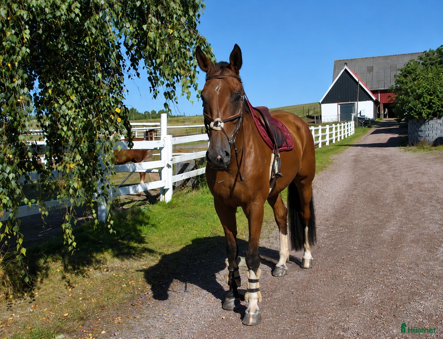  hästar Lättriden valack 🌟 - Annons 1