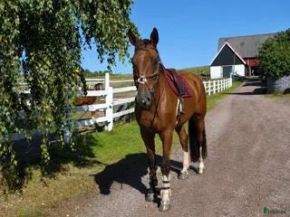 hästar Lättriden valack 🌟 - Annons 1