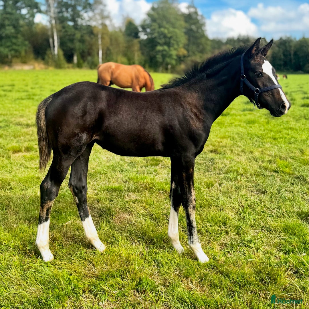 Dressyr hästar till salu: Vackert stoföl i Svanesund - Annons 1