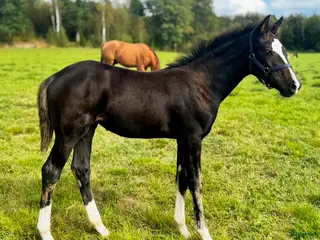 hästar Vackert stoföl - Annons 6