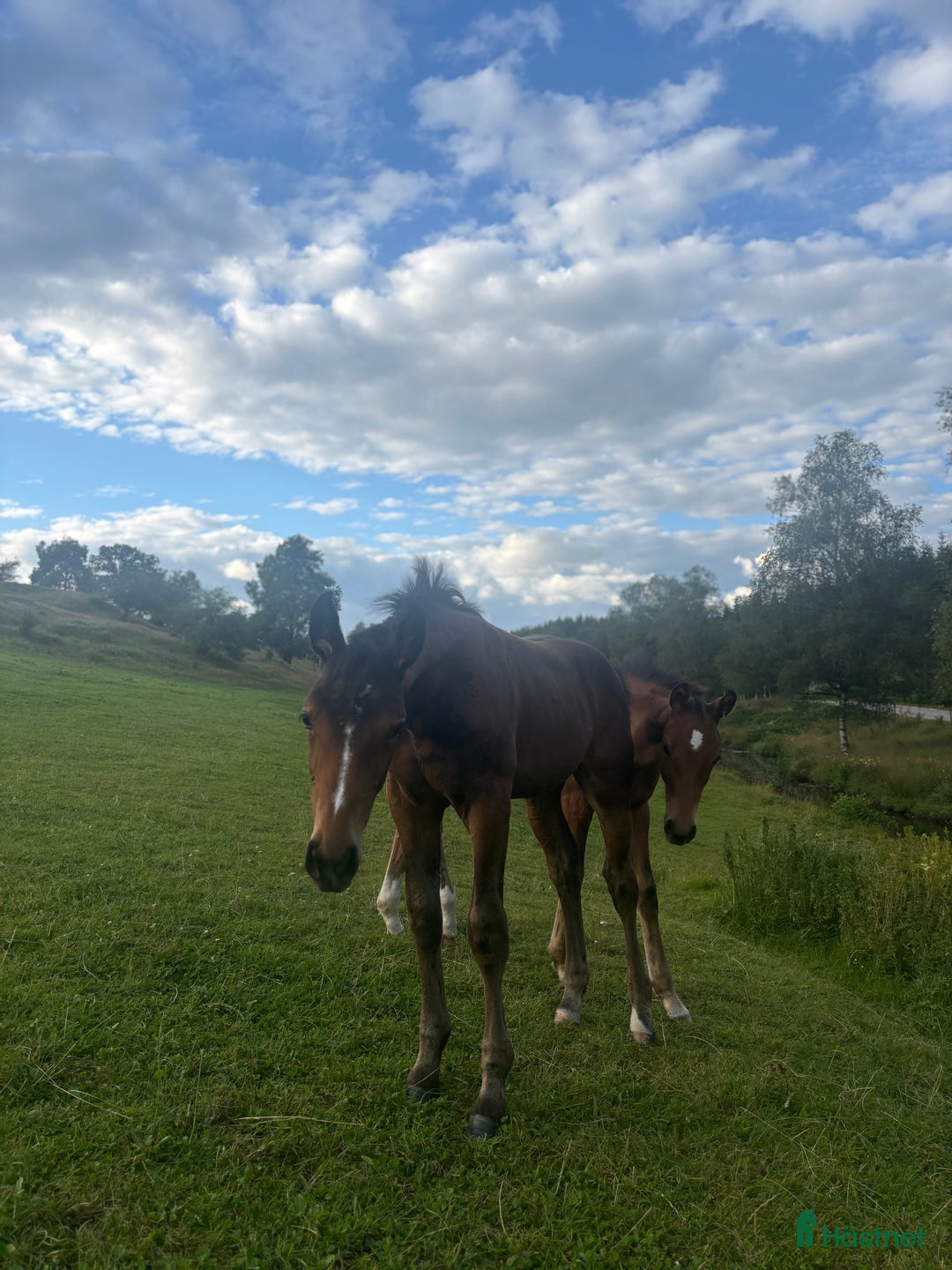 Hoppning hästar till salu: Stoföl med prestationsäker hopp stam! i Ullared - Annons 6