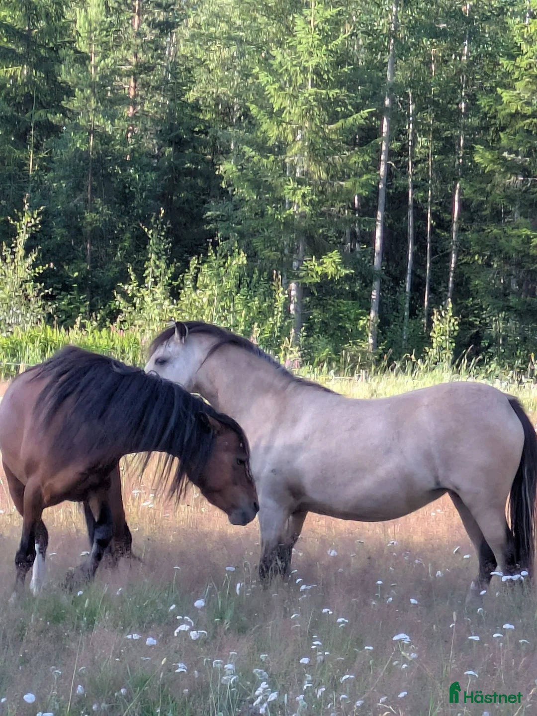 Allround hästar till salu: Härligt Ungsto - Annons 2