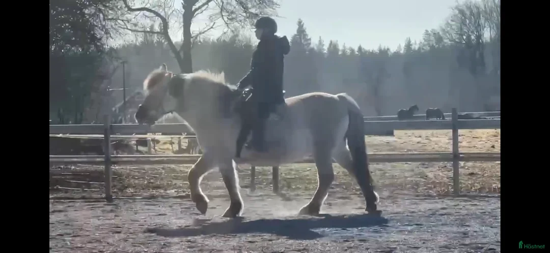 Allround hästar till salu: Familj/verksamhet  - Annons 1