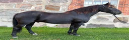 Allround hästar till salu: Snällaste Jakke söker nytt hem - Annons 2