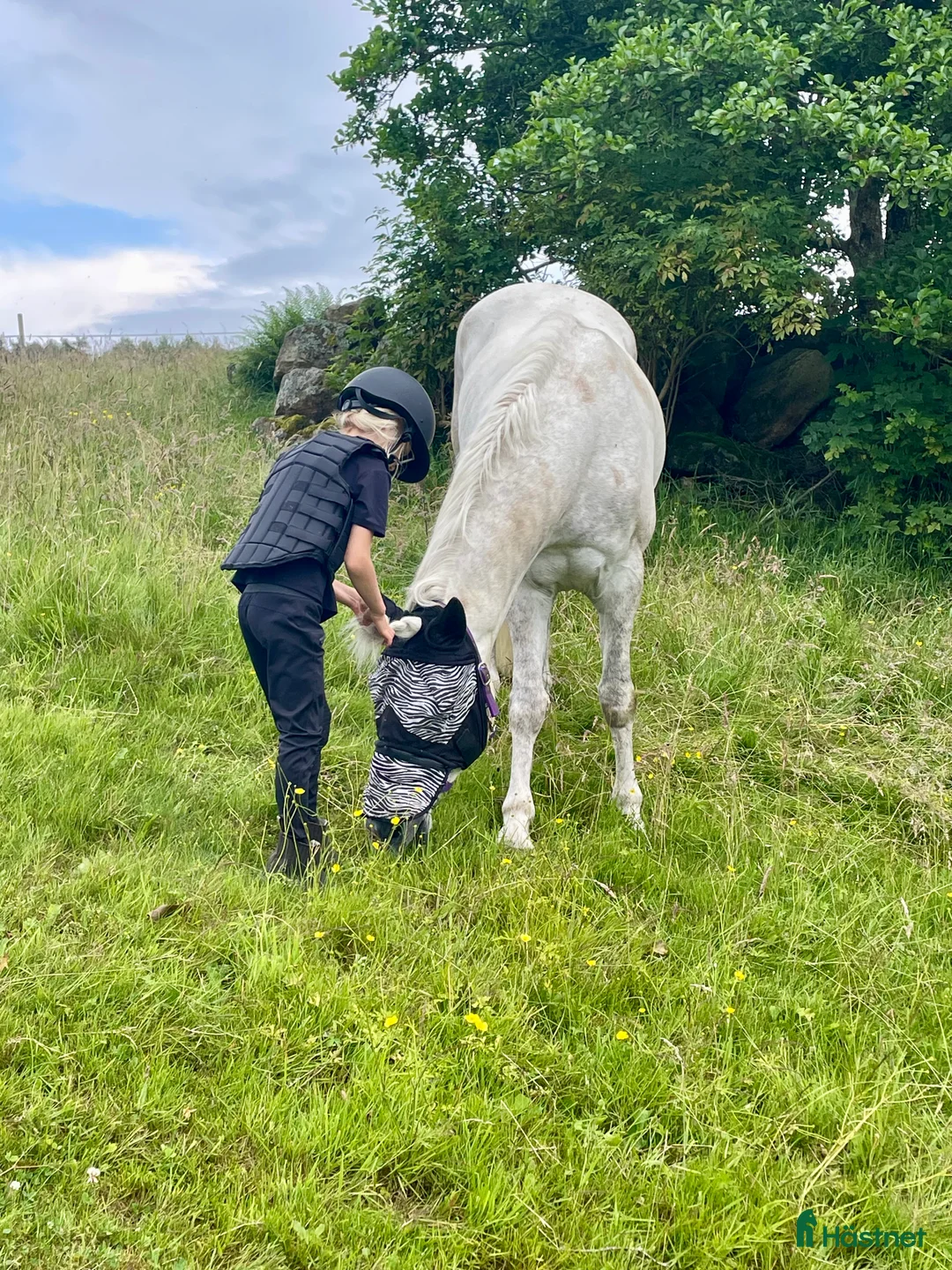Hoppning hästar till salu: Snäll maxad D-ponny med kapacitet 🦄 - Annons 11