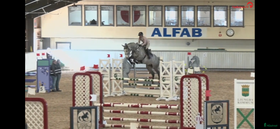 Hoppning hästar till salu: Kapabelt sto e Clinton II i Rottne - Annons 2