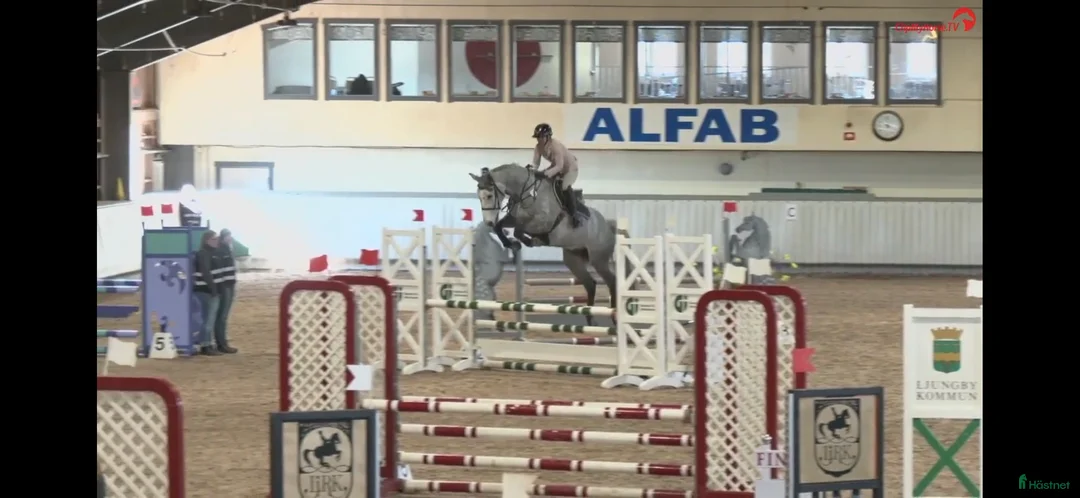 Hoppning hästar till salu: Kapabelt sto e Clinton II i Rottne - Annons 2