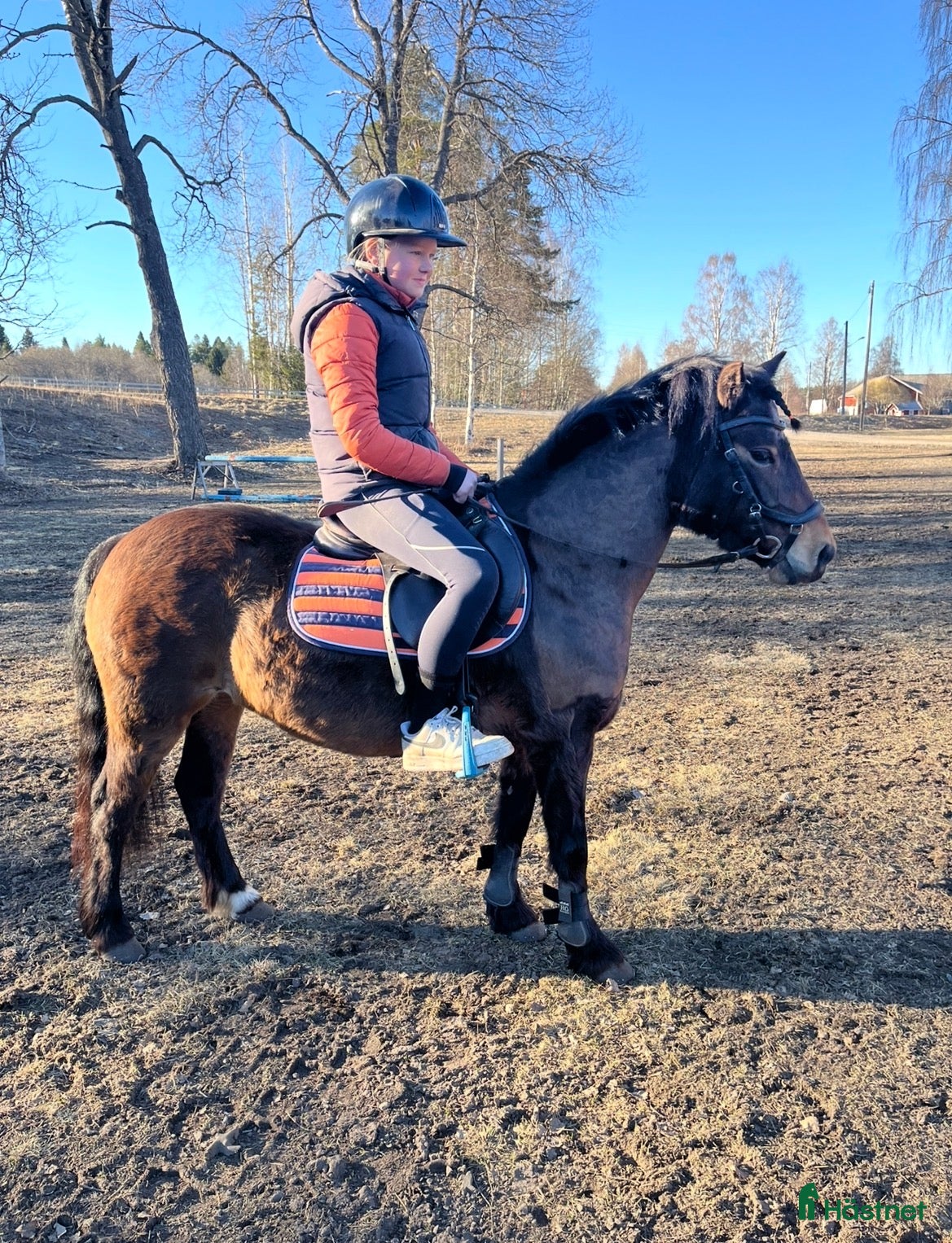 hästar Guldvärd ponny söker rätt familj 🩷✨ - Annons 4