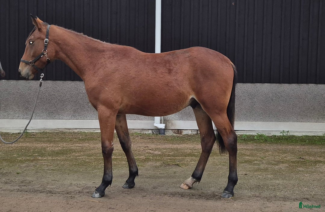 Trav hästar till salu: 1 årig varmblodshingst i Njurunda - Annons 6