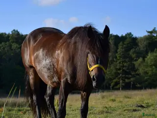 medryttarhäst finnes: Mycket pigg kallblodstös söker medryttare i Mölnlycke - Annons 2