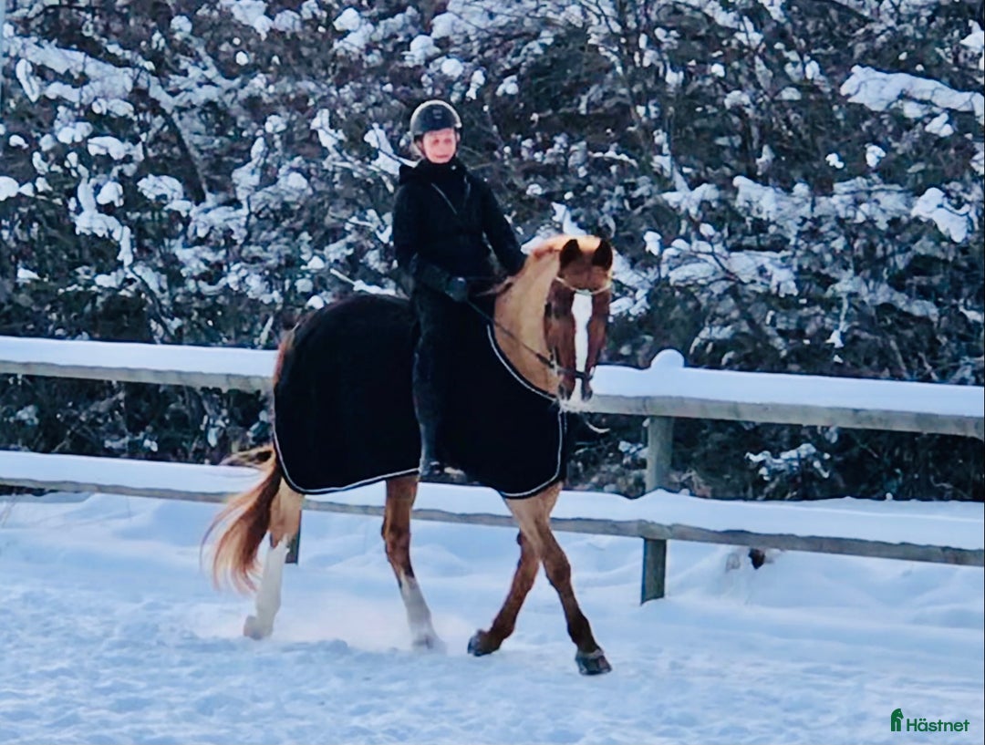  stallplats finnes: Behöver du stallplats på Ekerö?  i Skå - Annons 19