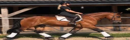 Allround hästar till salu: Dream Beauty - perfect Mother and Daughter horse - Annons 19
