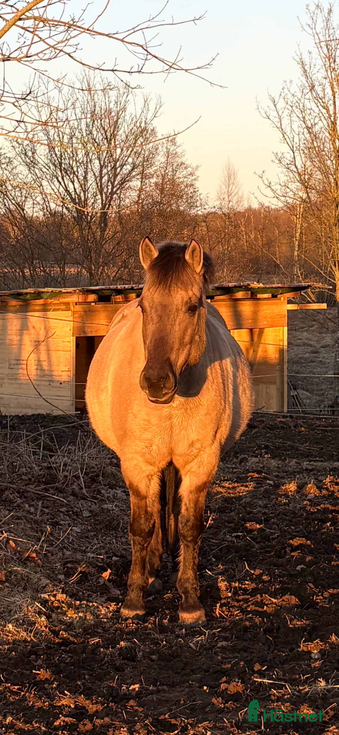  hästar Sällskap och uteritt - Annons 12