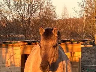 hästar Sällskap och uteritt - Annons 12