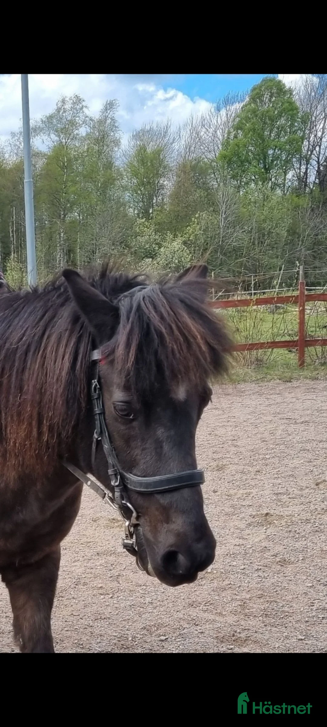  medryttarhäst finnes: Två islandshästar söker medryttare utanför Växjö i Furuby - Annons 2