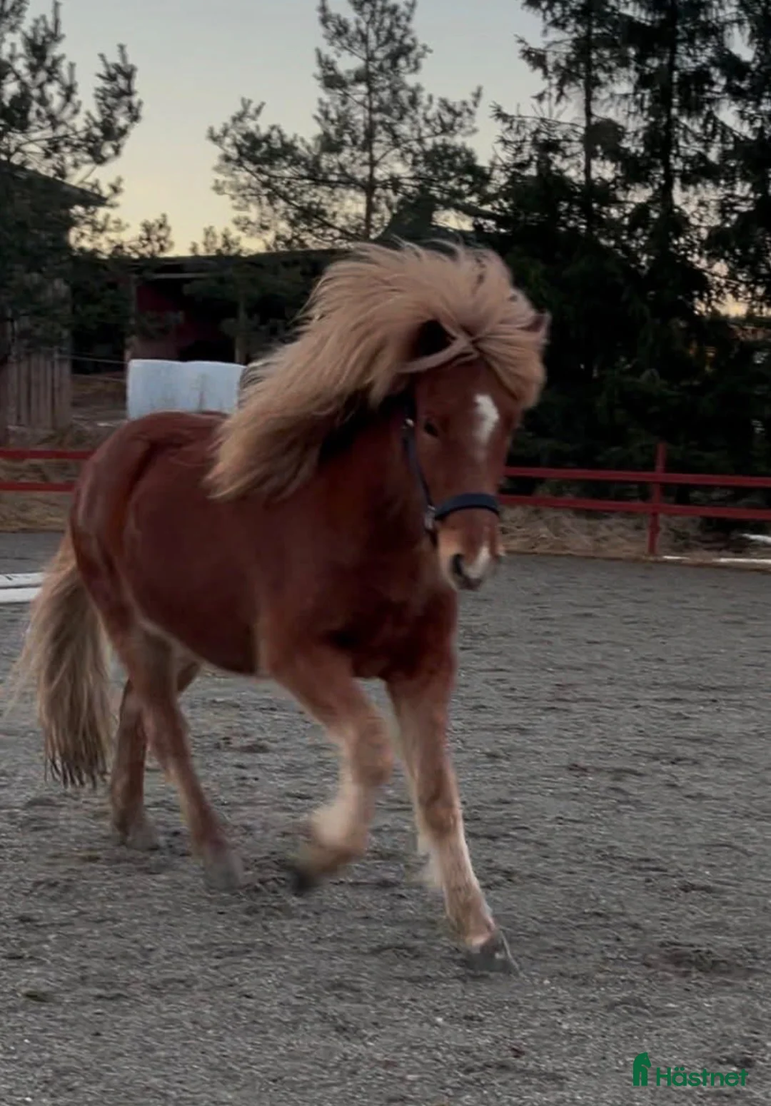 Island hästar till salu: Fjalar från Näset - Annons 2