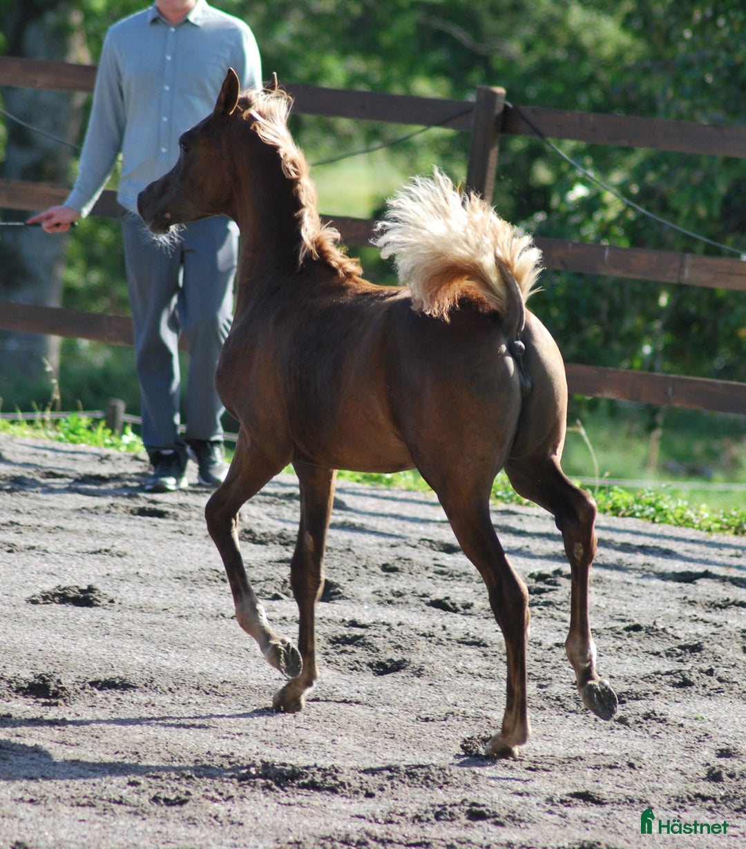 Allround hästar till salu: En liten stjärna! i Södertälje - Annons 2