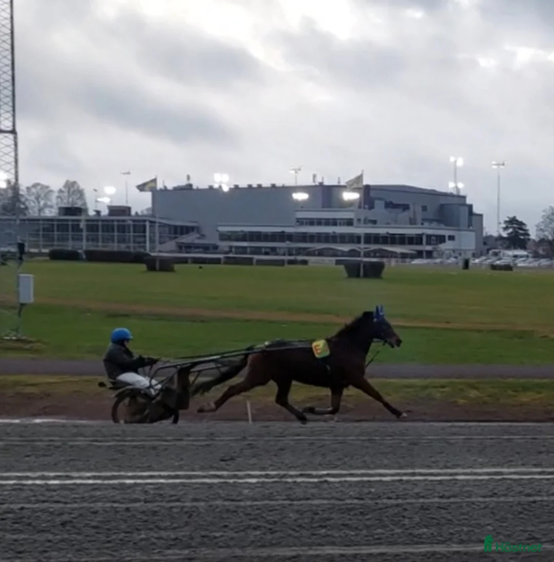 Trav hästar till salu: Starthästar till salu - Annons 1