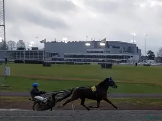 hästar Starthästar till salu - Annons 10