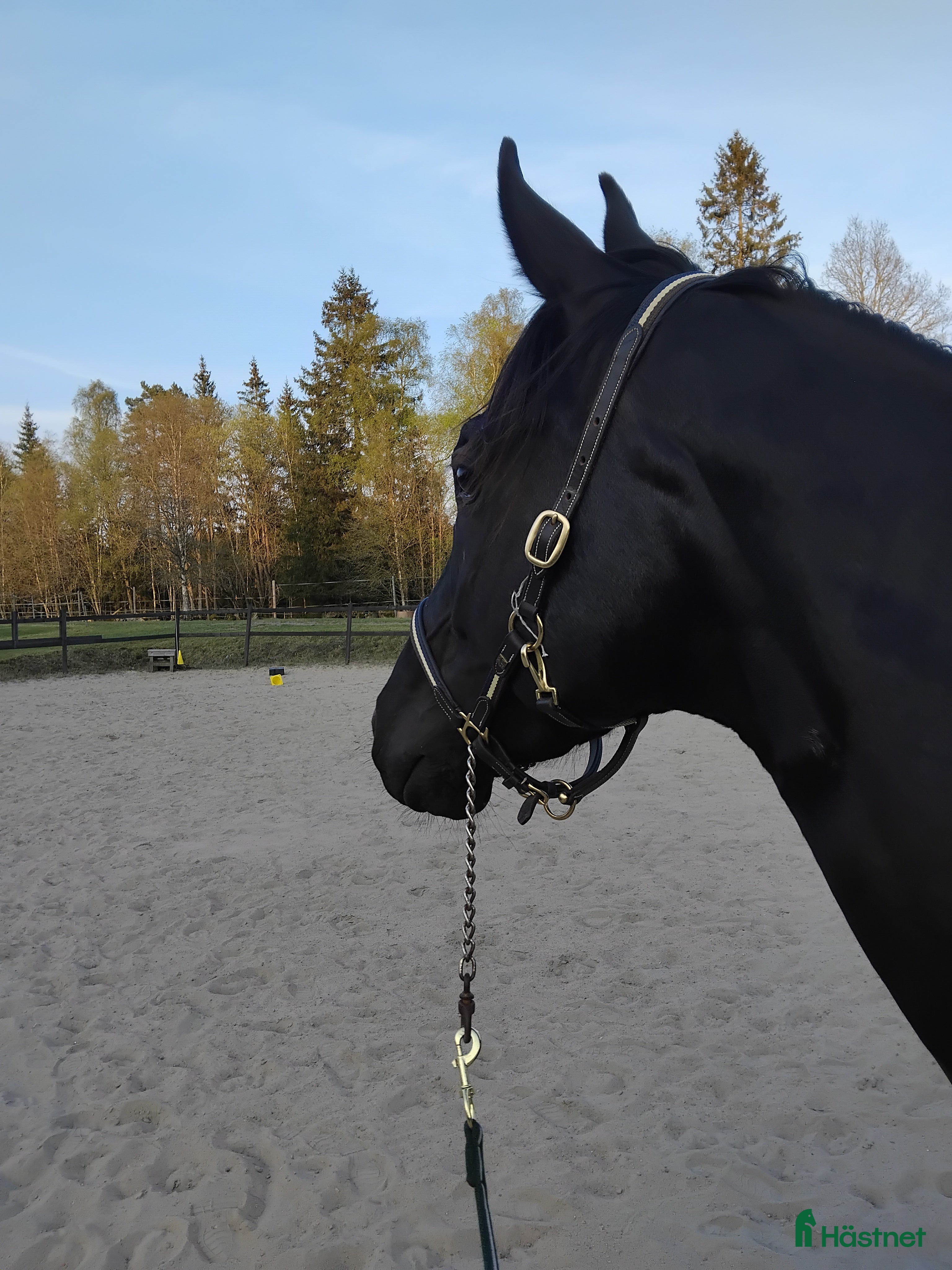  hästar Bytes? i Tranemo - Annons 13