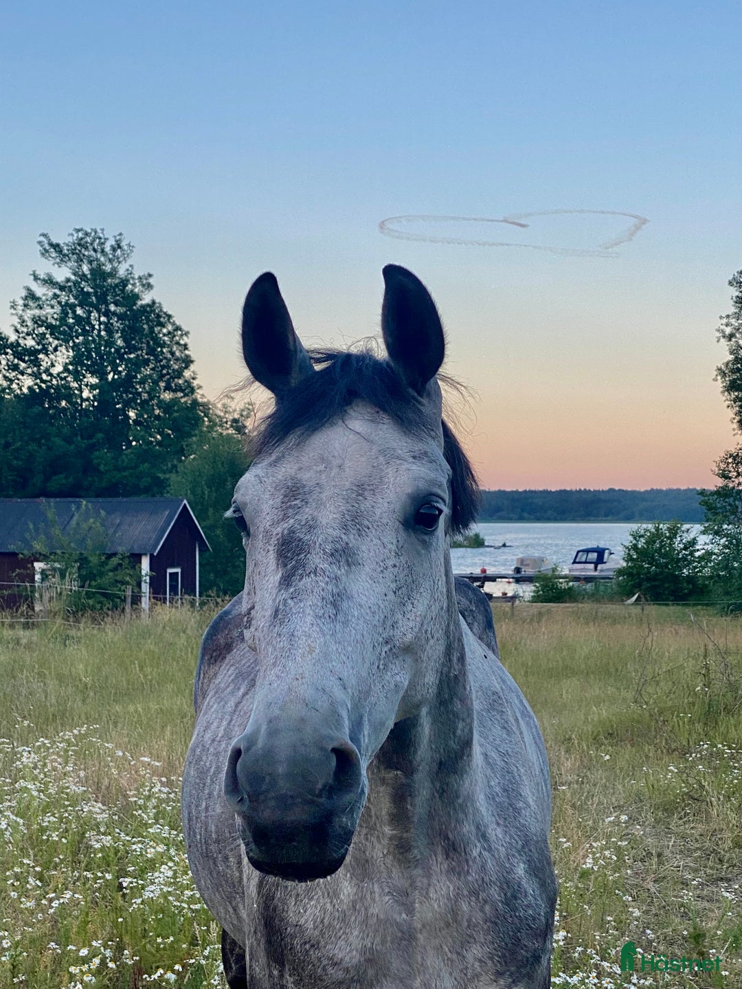 stallplats finnes: Behöver du stallplats på Ekerö?  i Skå - Annons 27