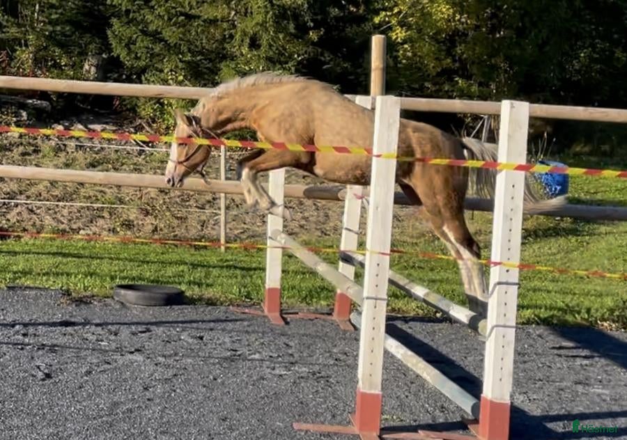  hästar Sportponny med alla rätt!  - Annons 8