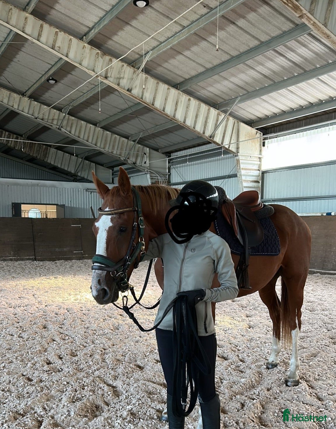  hästar Häftig 4 åring i Gnosjö - Annons 16